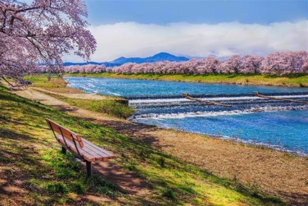 Spring is in the air in northern Japan,Billowing clouds of cherry blossom and sunny skies – and there’s no better time to visit