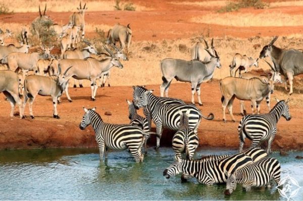 حديقة تسافو الوطنية ” Tsavo ” :مناطق الجذب السياحي في كينيا 