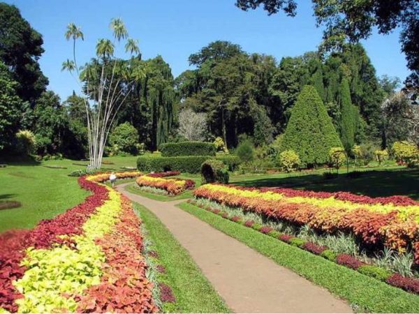 الحديقة النباتية الملكية في بيرادينيا: