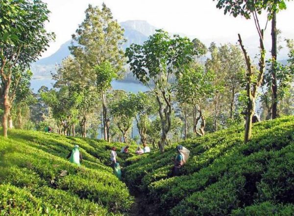 استكشاف حدائق الشاي الرائعة