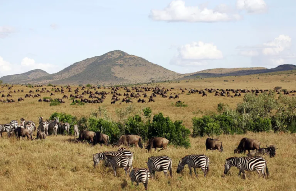 محميات كينيا واحدة من أفضل الوجهات السياحية في كينيا